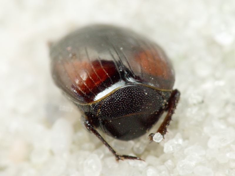 Margarinotus purpurascens (Herbst, 1792)